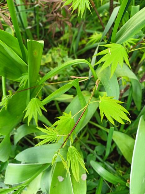  - Grădina 2025 continuare 1