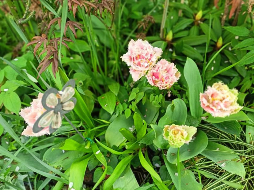 Newcastle - Grădina 2025 continuare 1