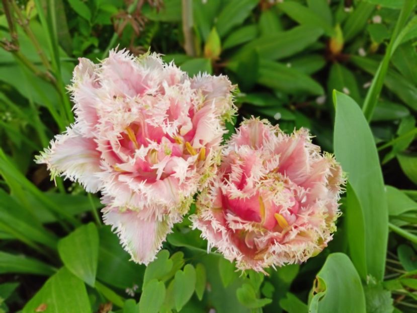 Newcastle - Grădina 2025 continuare 1