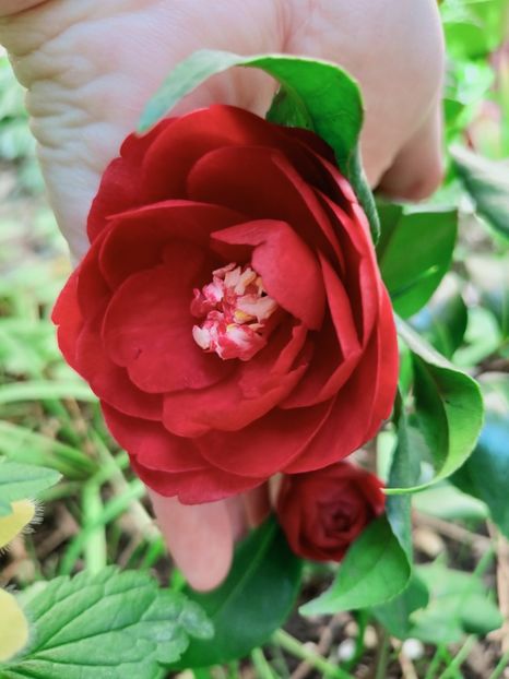  - Grădina 2025 continuare 1