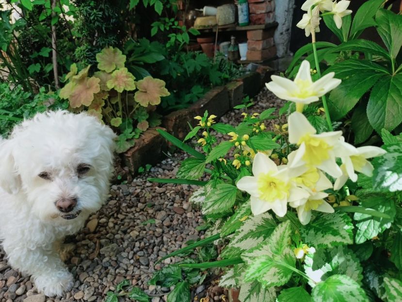  - Grădina 2025 continuare 1