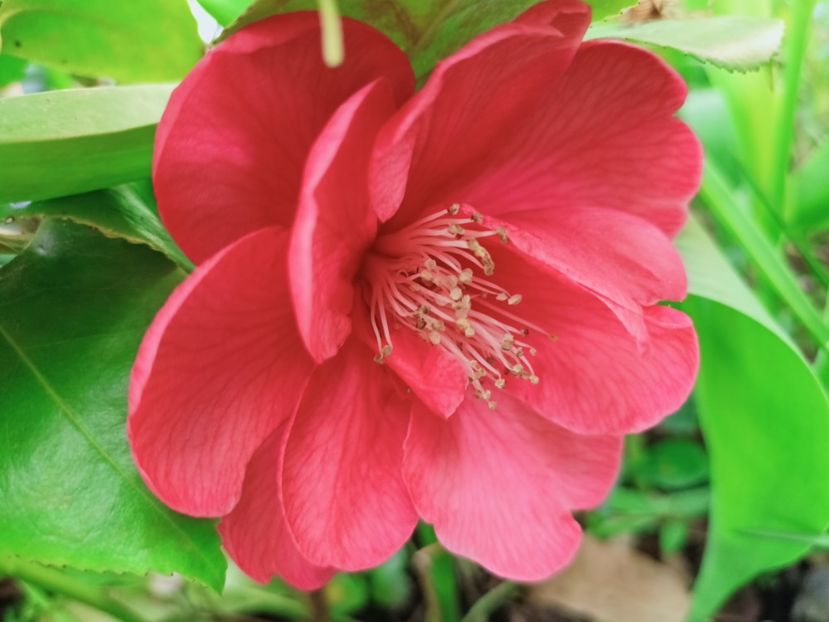  - Grădina 2025 continuare 1