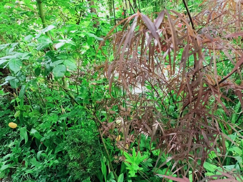 Hubbs Red Willow - Grădina 2025 continuare 1