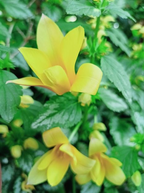 Lalele kolpakowskiana - Grădina 2025 continuare 1