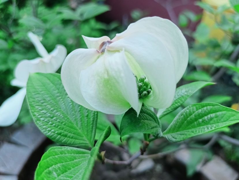  - Grădina 2025 continuare 1