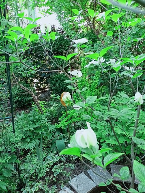  - Grădina 2025 continuare 1