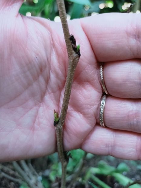 Cercis chinensis Avondale - Grădina 2025 continuare 1