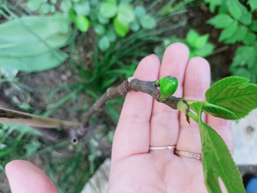 Smochin Dalmatie - Grădina 2025 continuare 1