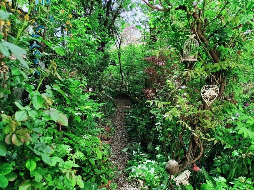  - Grădina 2025 continuare 1