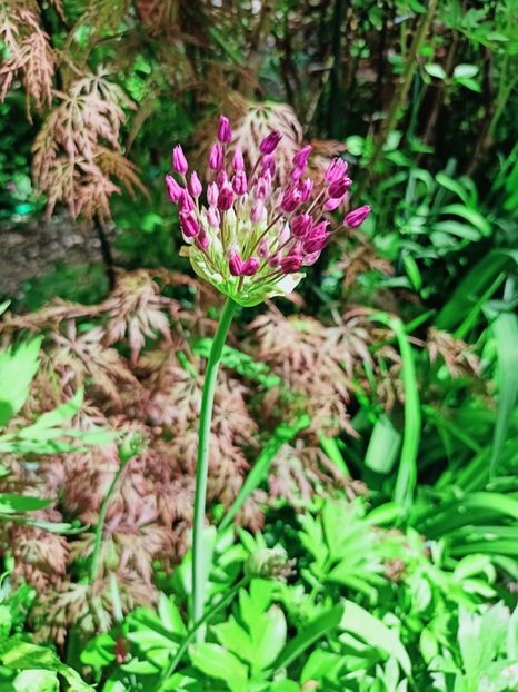  - Grădina 2025 continuare 1