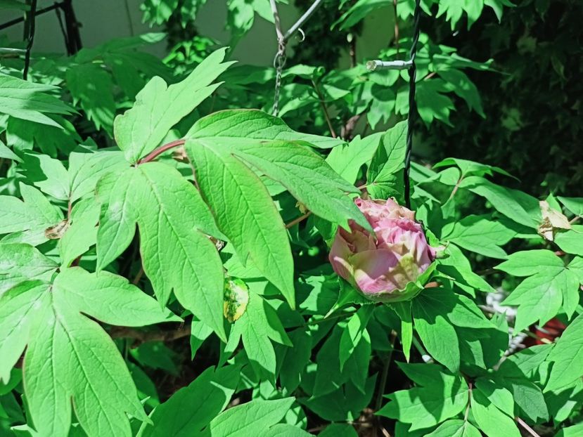  - Grădina 2025 continuare 1