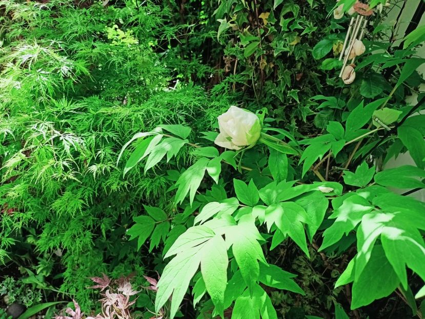  - Grădina 2025 continuare 1