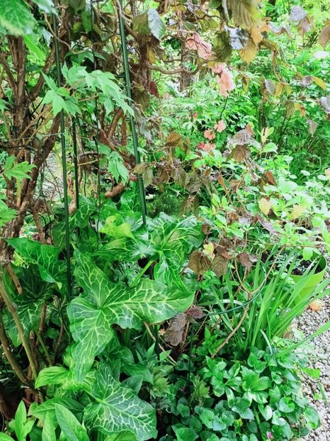  - Grădina 2025 continuare 1