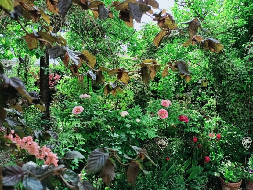  - Grădina 2025 continuare 1