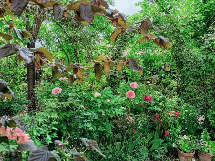  - Grădina 2025 continuare 1