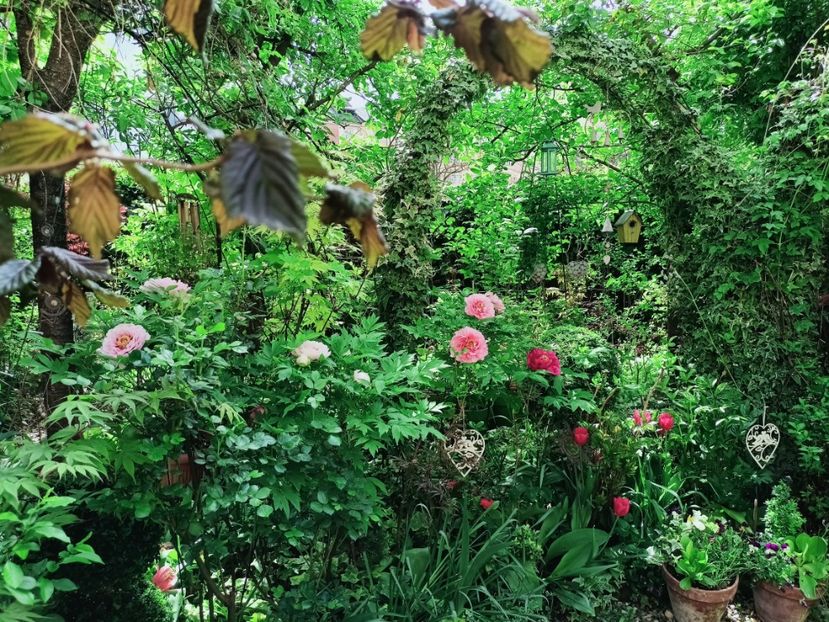  - Grădina 2025 continuare 1