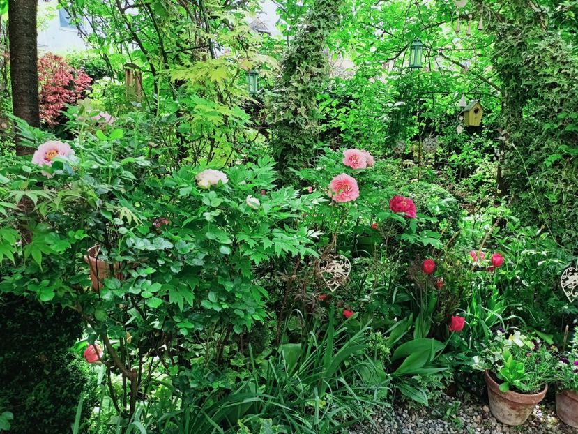  - Grădina 2025 continuare 1