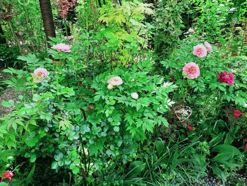  - Grădina 2025 continuare 1