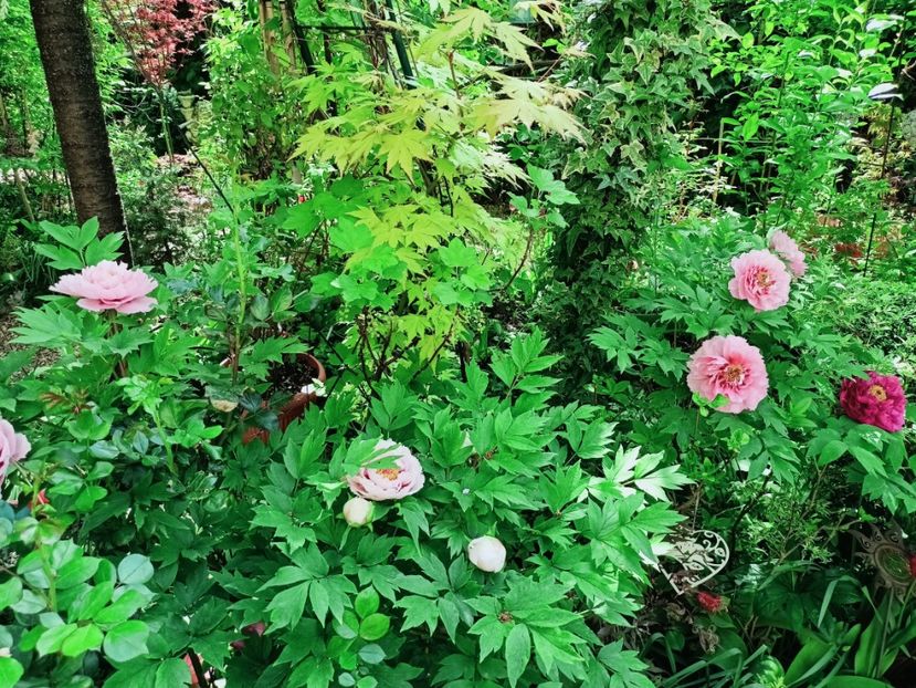  - Grădina 2025 continuare 1