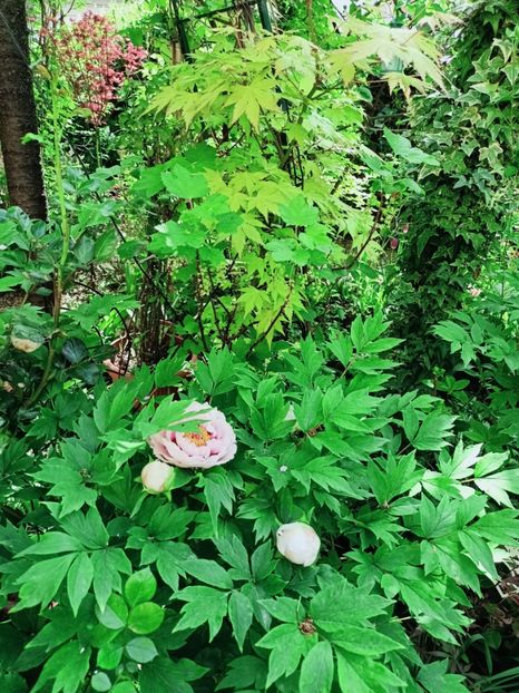  - Grădina 2025 continuare 1