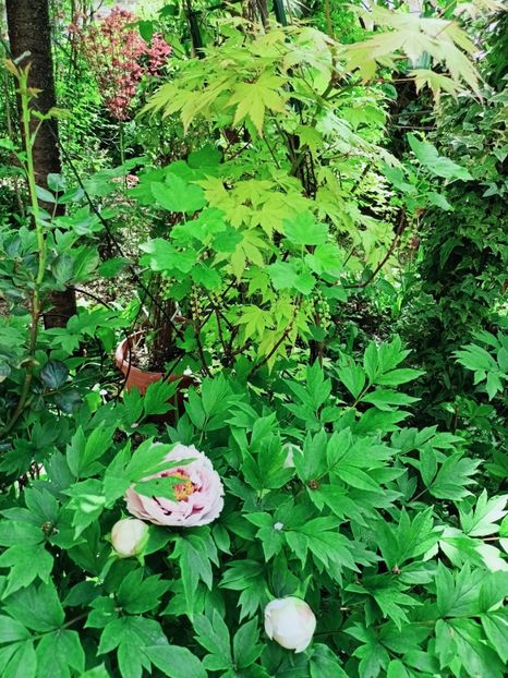  - Grădina 2025 continuare 1