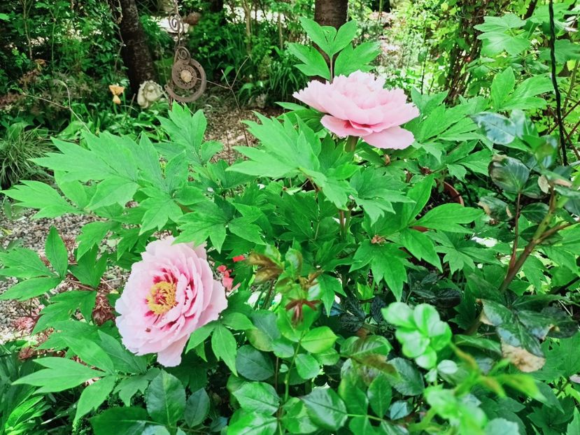  - Grădina 2025 continuare 1