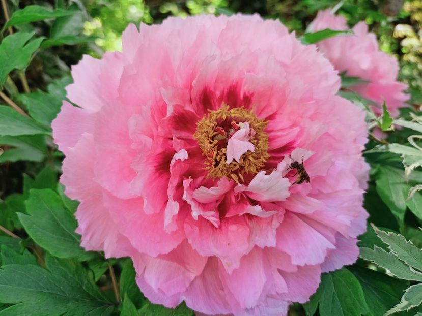 Er Qiao - Grădina 2025 continuare 1