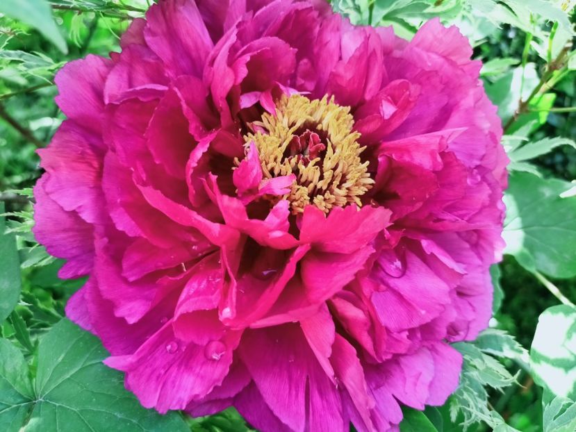 Er Qiao - Grădina 2025 continuare 1