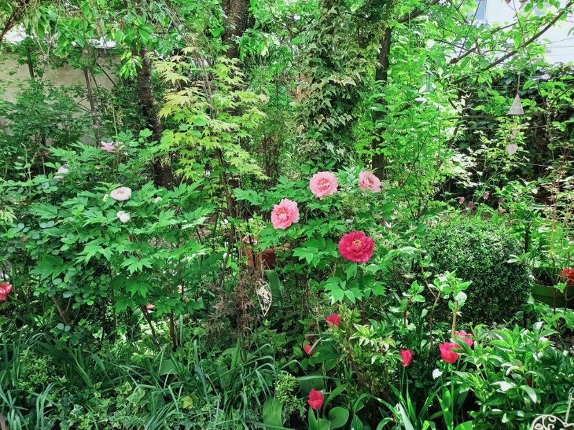  - Grădina 2025 continuare 1