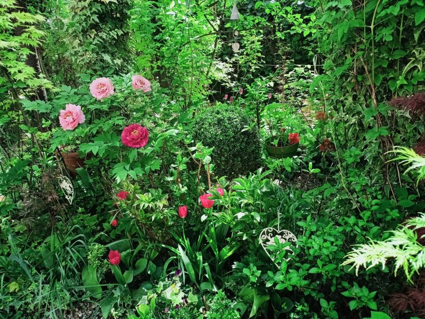  - Grădina 2025 continuare 1