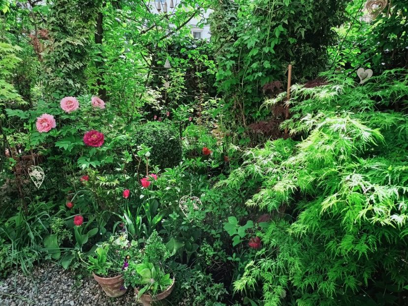  - Grădina 2025 continuare 1