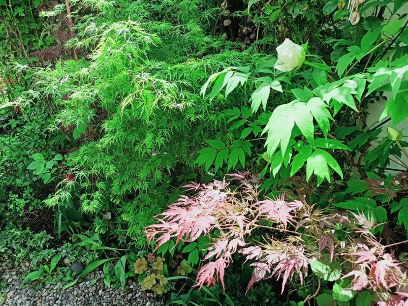  - Grădina 2025 continuare 1