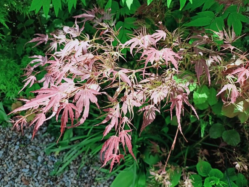 Manyo no Sato - Grădina 2025 continuare 1