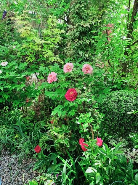  - Grădina 2025 continuare 1