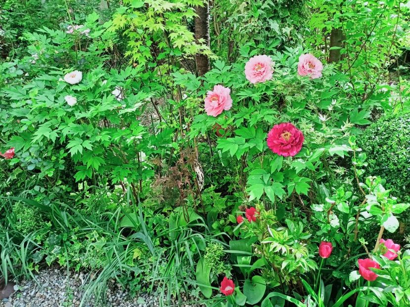  - Grădina 2025 continuare 1