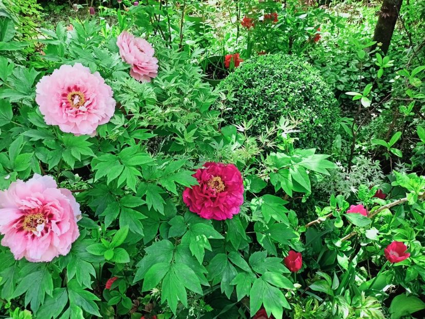  - Grădina 2025 continuare 1