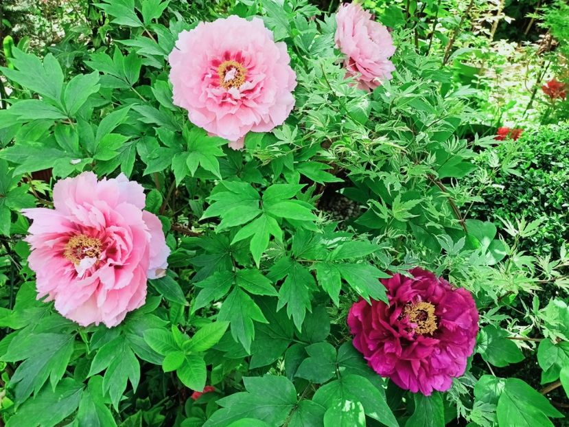  - Grădina 2025 continuare 1