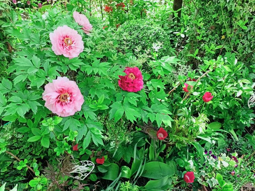  - Grădina 2025 continuare 1