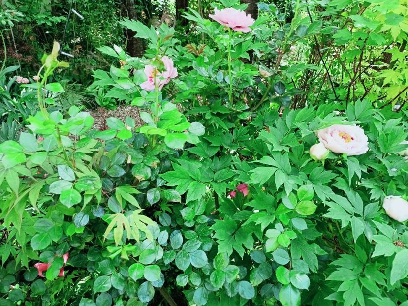  - Grădina 2025 continuare 1