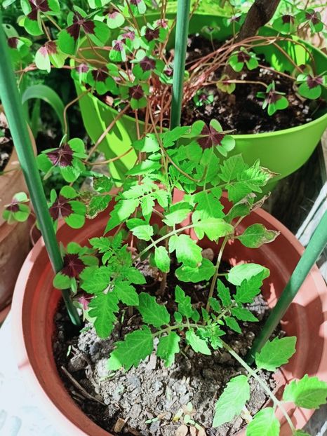 Cherry - Grădina 2025 continuare 1