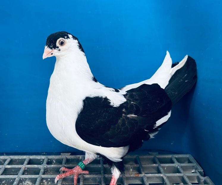 5020  Femelă  2025 - Plecați ALBUM 4