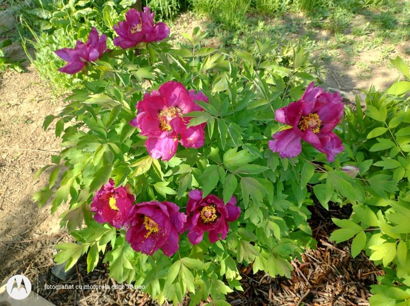 Shimadaijin - 9-Bujori