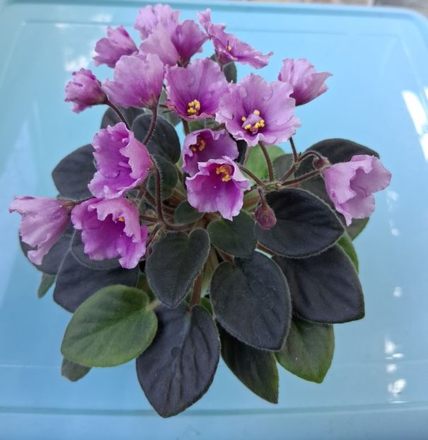  - Alan s White Feather sport