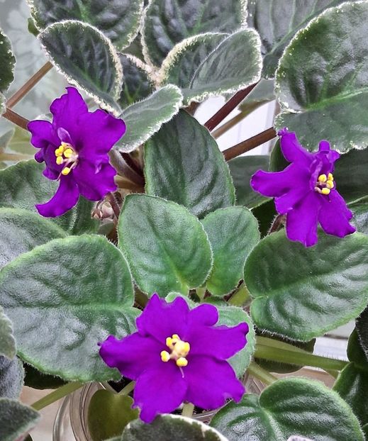  - EK Magnitania Anomalia