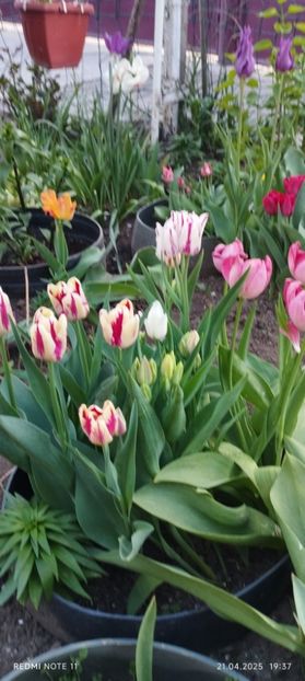  - Primavara -vara 2025