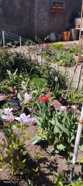  - Primavara -vara 2025