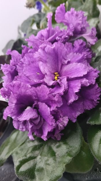  - AV- GROZOVYIE OBLAKA