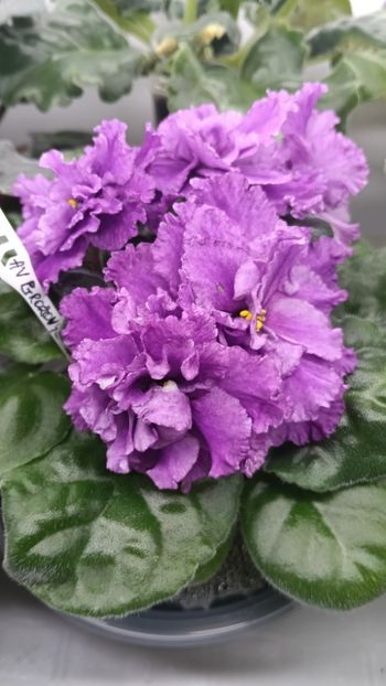  - AV- GROZOVYIE OBLAKA