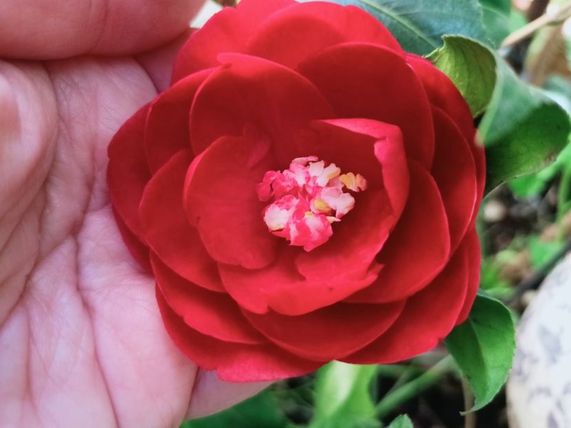  - Grădina 2025 continuare 1