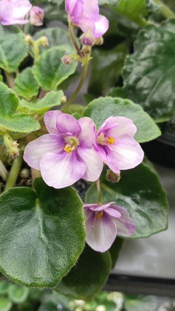  - LE-MINDALINOE PIRAJNOE